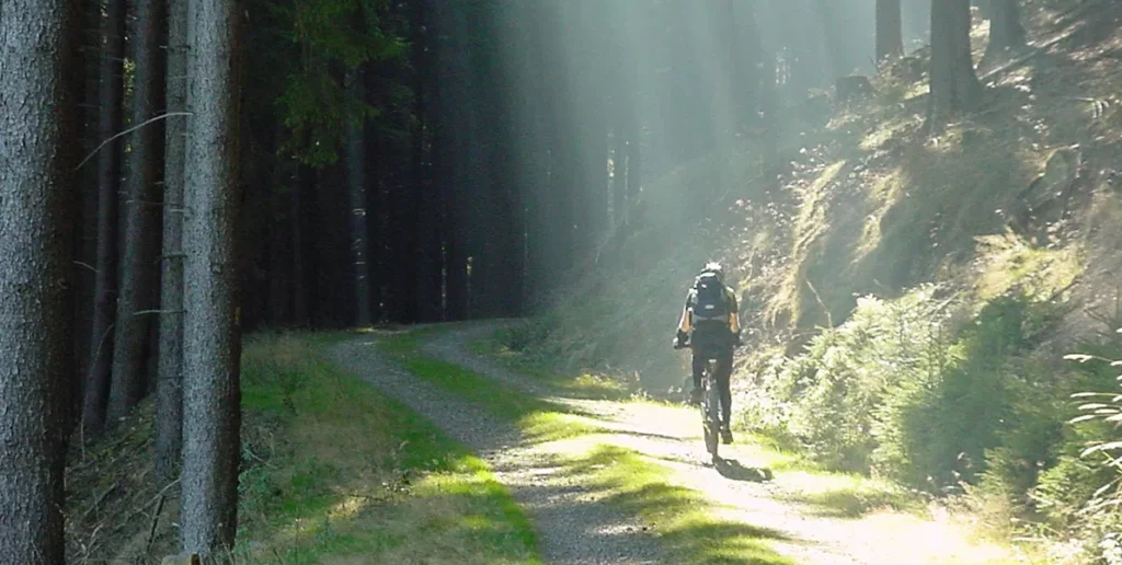 Mountainbikefahrer im Wald bei Sonnenschein